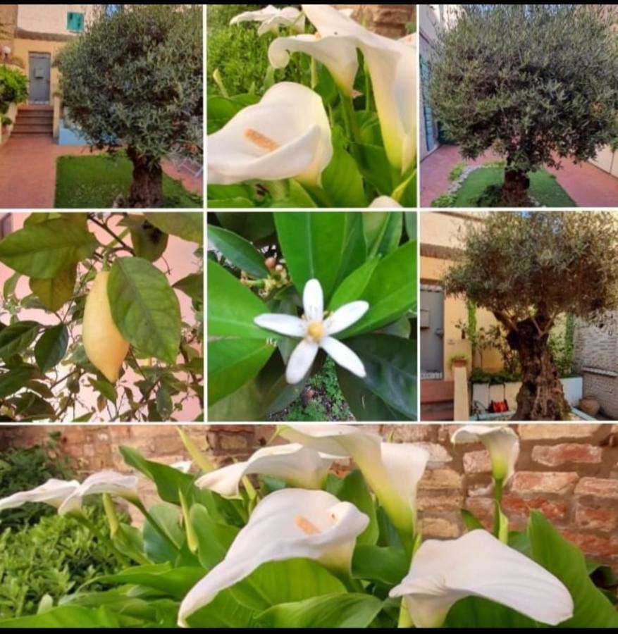 B&B La Chicca Ravenna Eksteriør billede